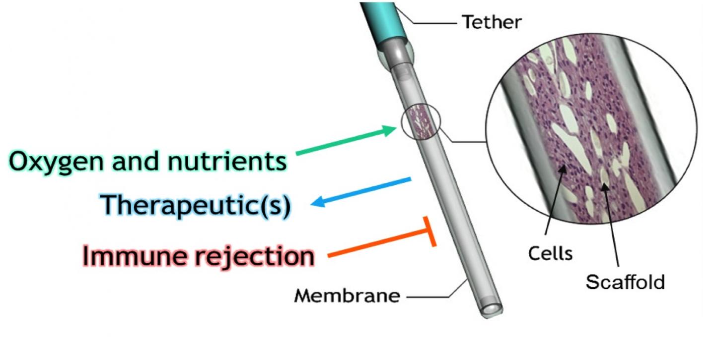 Schematic Image Eurekalert Science News Releases