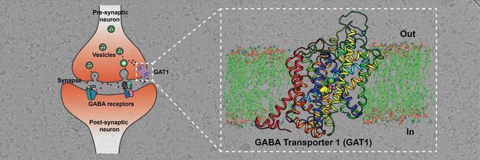 Cryo-EM structure of GABA transporter 1 reveals substrate recognition and transport mechanism