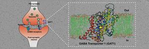 Cryo-EM structure of GABA transporter 1 reveals substrate recognition and transport mechanism