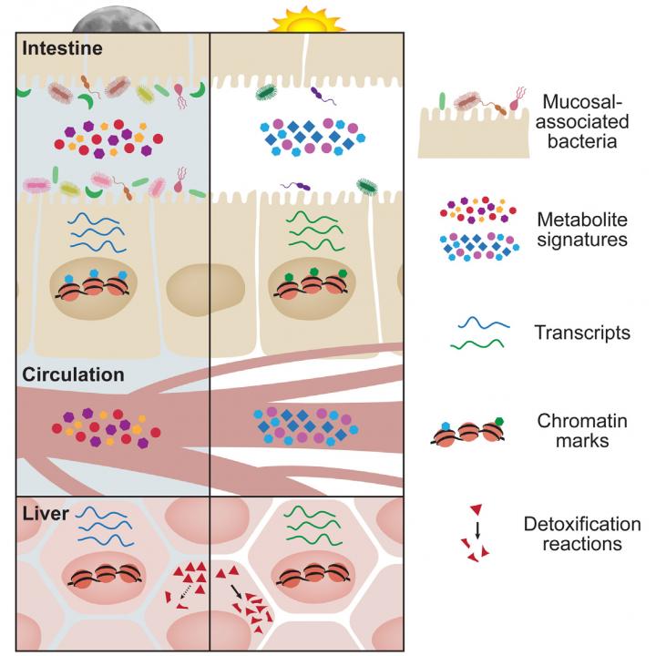 Oscillations in Microbial Localization and Circadian Rhythms