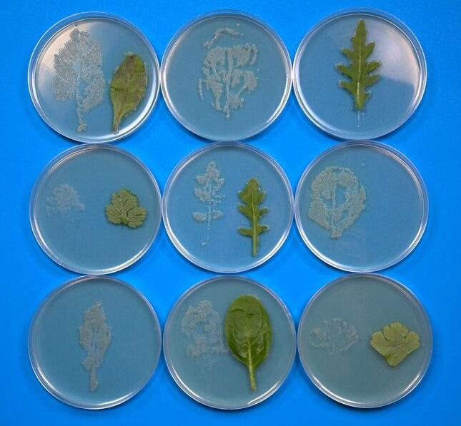 Salad Leaf Microflora Prints