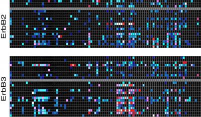 Interactions: HER2 and HER3