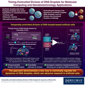 Timing-Controlled Division of DNA Droplets for Molecular Computing and Nanobiotechnology Applications