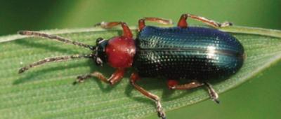 Cereal Leef Beetle