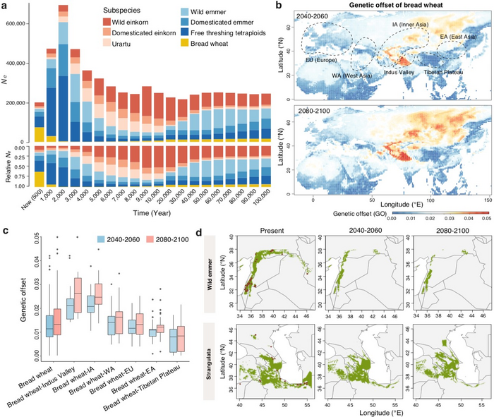The population size fluctuation of wheat from the past to the future