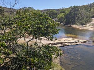 An Inga tree growing alongside a river