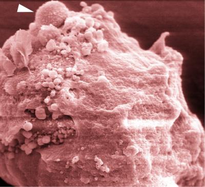 Normal Basement Membrane in Mouse Mammary Epithelium