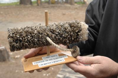 Quagga Mussels