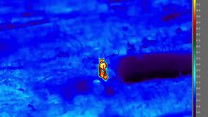 thermal vision of numbat from study