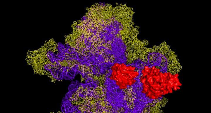 Proteins Associated with Cancer and Autism (MCT-1 and DENR) on the Human Ribosome