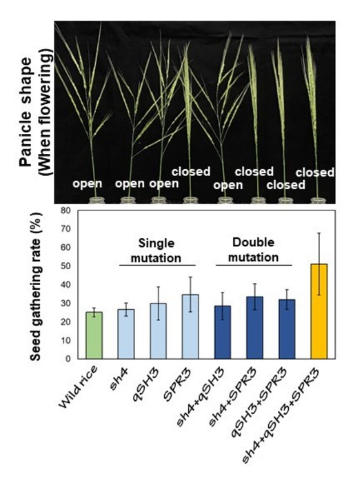 図6. sh4とqSH3とSPR3の３つの遺伝子変異の総組み合わせによるイネの収穫効率の調査結果