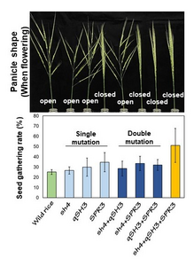 Figure 6: Seed gathering rate results for rice plants with a combination of three genetic mutations (in sh4, qSH3 and SPR3)
