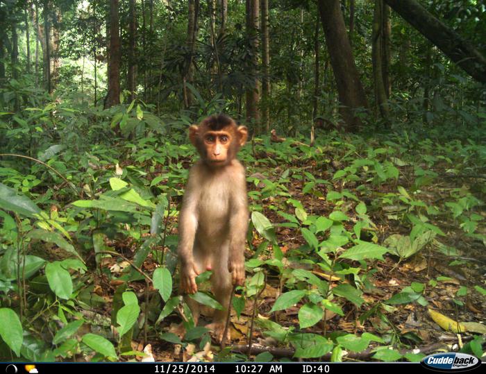 baby pigtail macaque