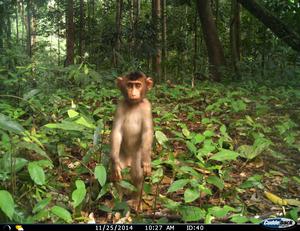 Pig-tailed macaque baby Malaysia