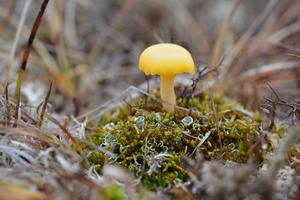 Arctic mushroom scales lichen