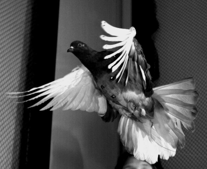 Flying Pigeon