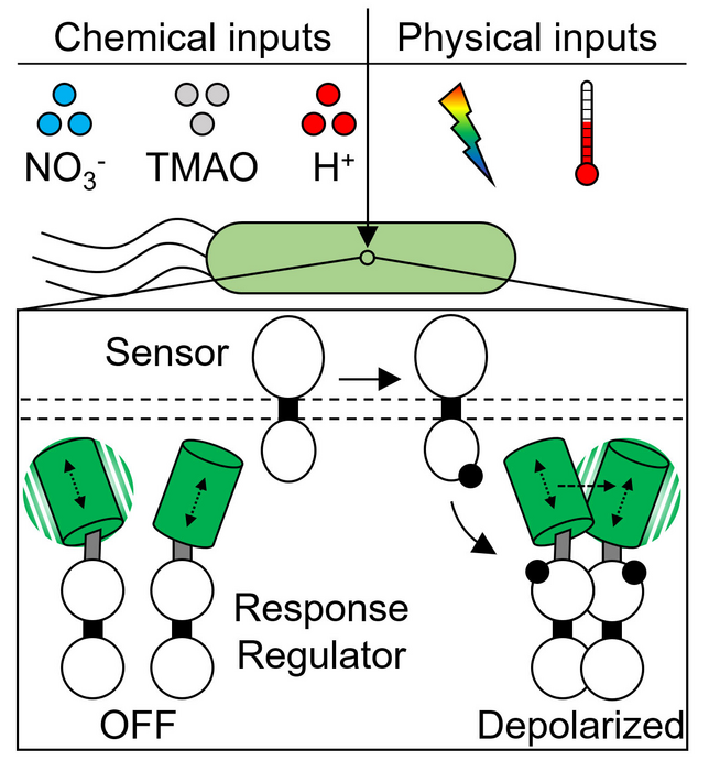 homo-FRET new tool for observing bacterial signal processing in real time