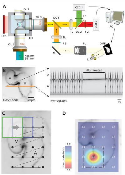 Light Drives Heartbeat in Engineered Fish (1 of 5)