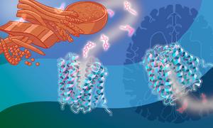 Transport of vitamin B1 in the human body