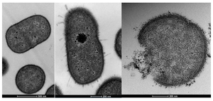 antibiotic disintegration