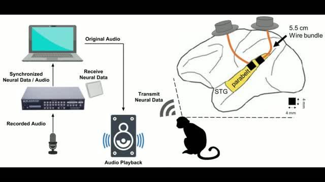 Reconstructing Words from Neural Activity