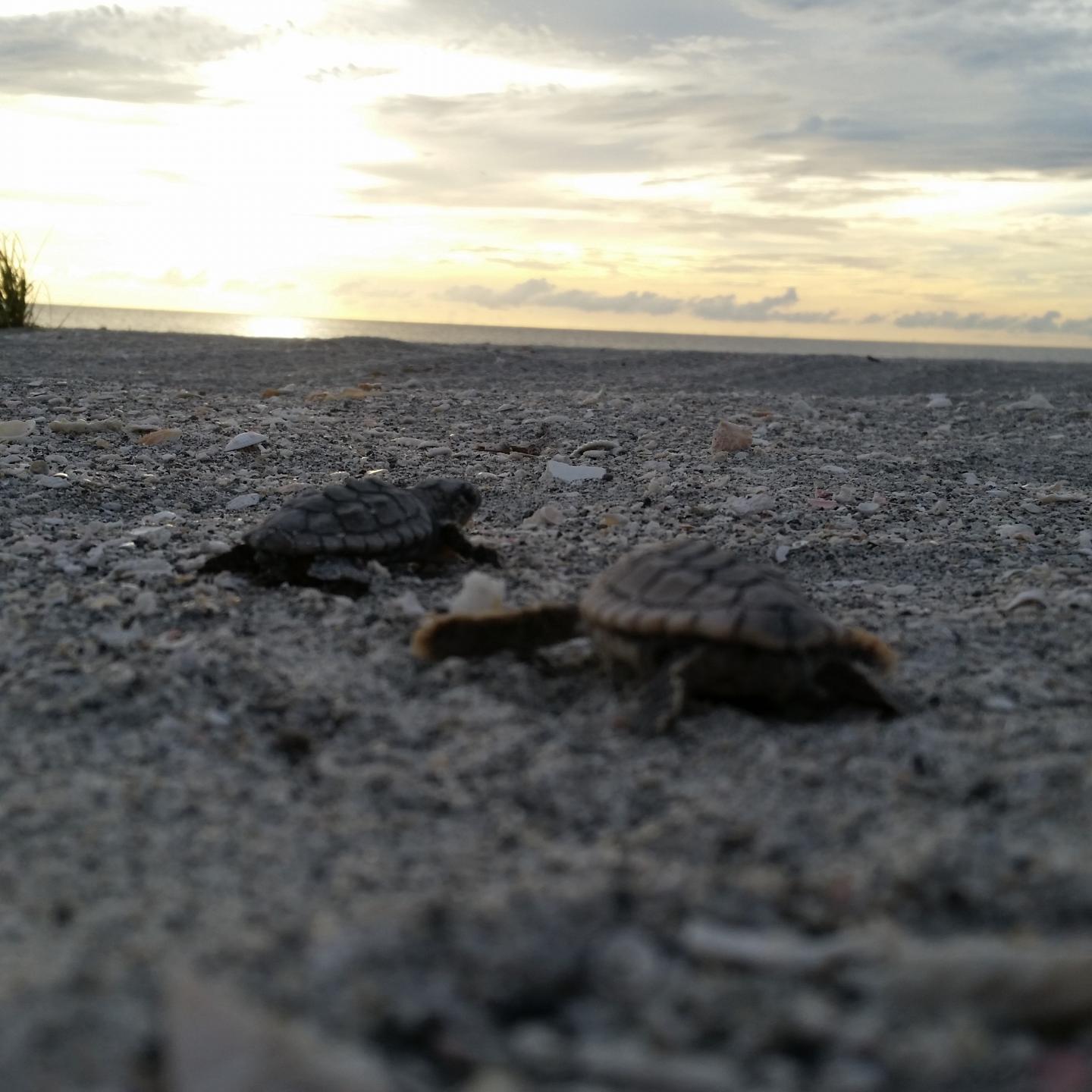 Researchers Use Paternity Tests To Uncover 'Who Are Your Daddies?'