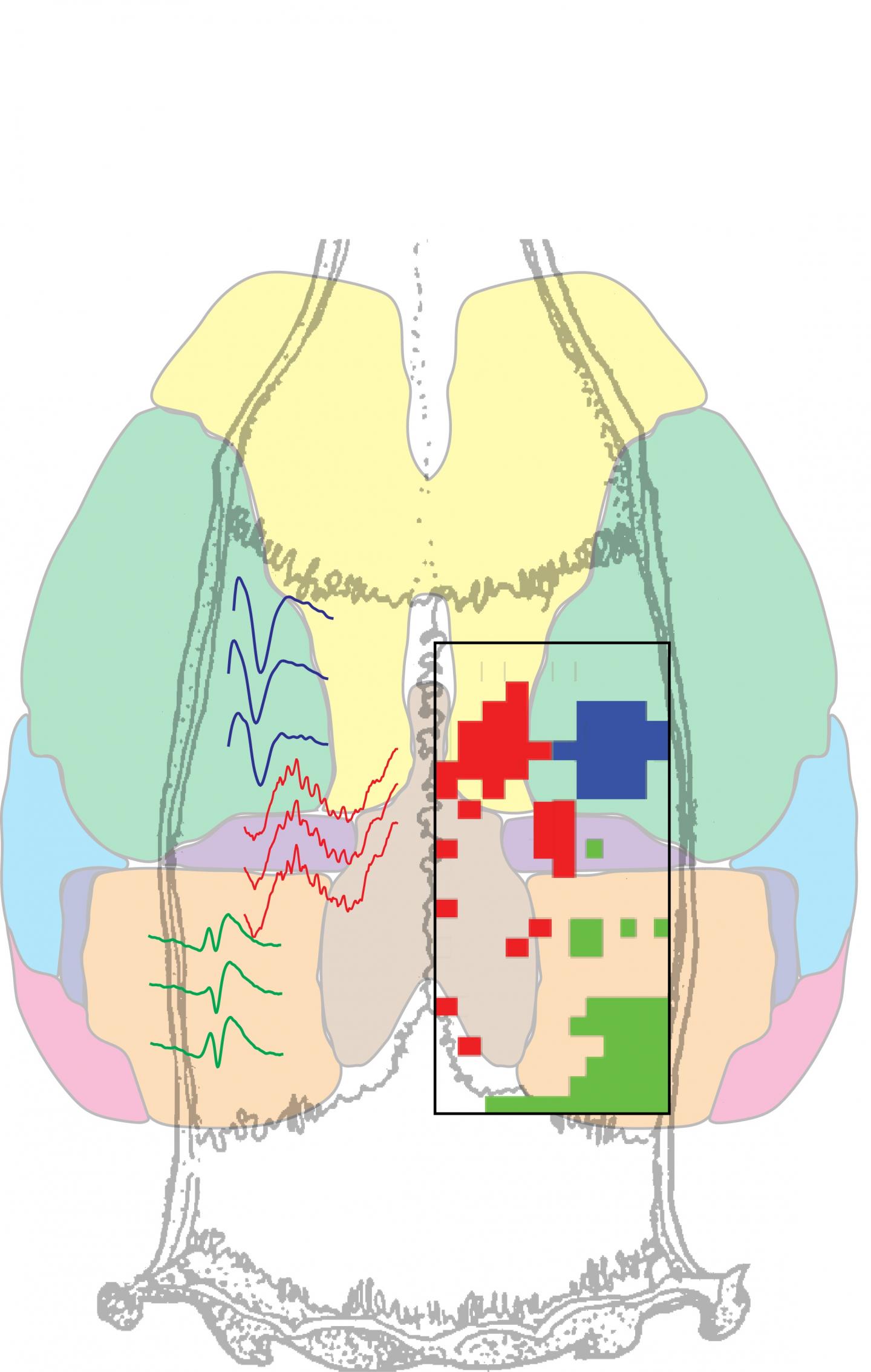 Neuronal Cross-Talk in the Sleeping Brain