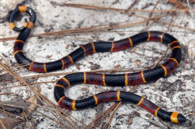Eastern Coralsnake