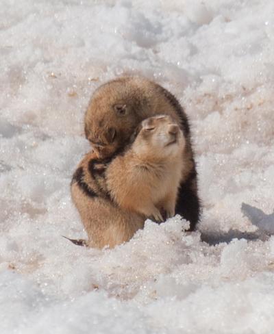 Prairie Dogs Do Dispersal Differently (8 of 15)