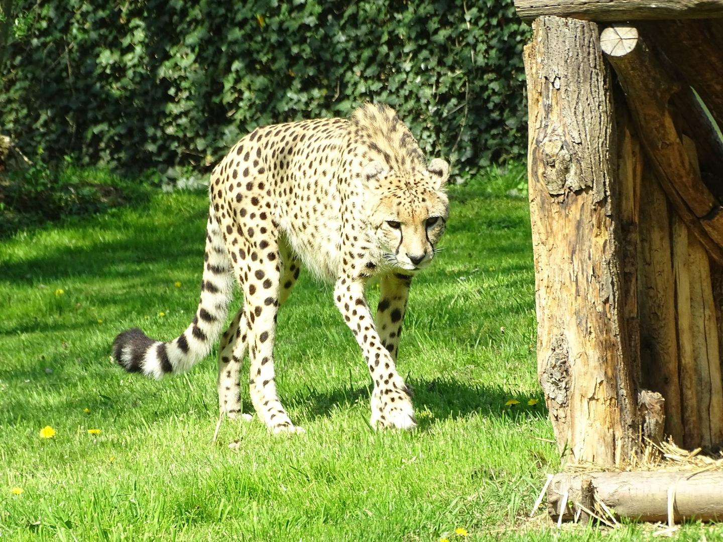 Cheetah