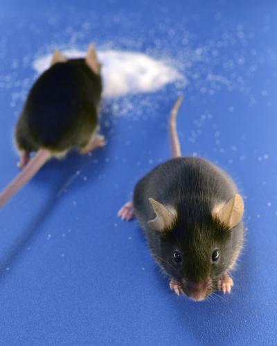Comparing Strains of Lab Mice [IMAGE] | EurekAlert! Science News Releases