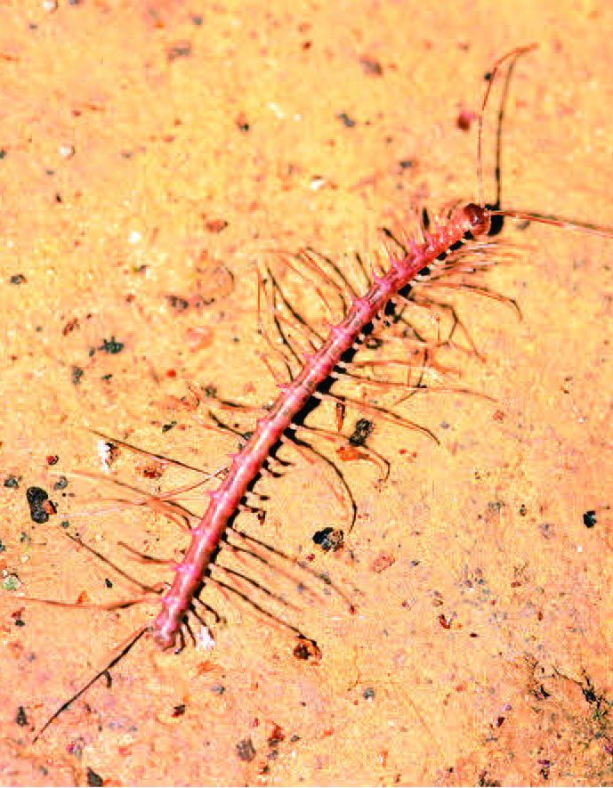 <i>Desmoxytes phasmoides</i>