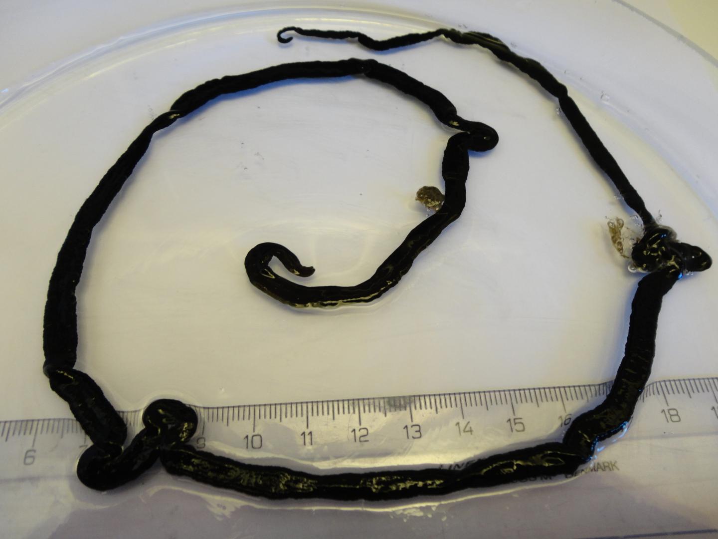 The Bootlace Worm, <i>Lineus longissimus</i>