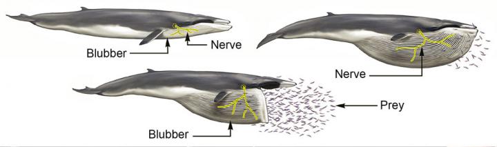 How Rorqual Whales Feed