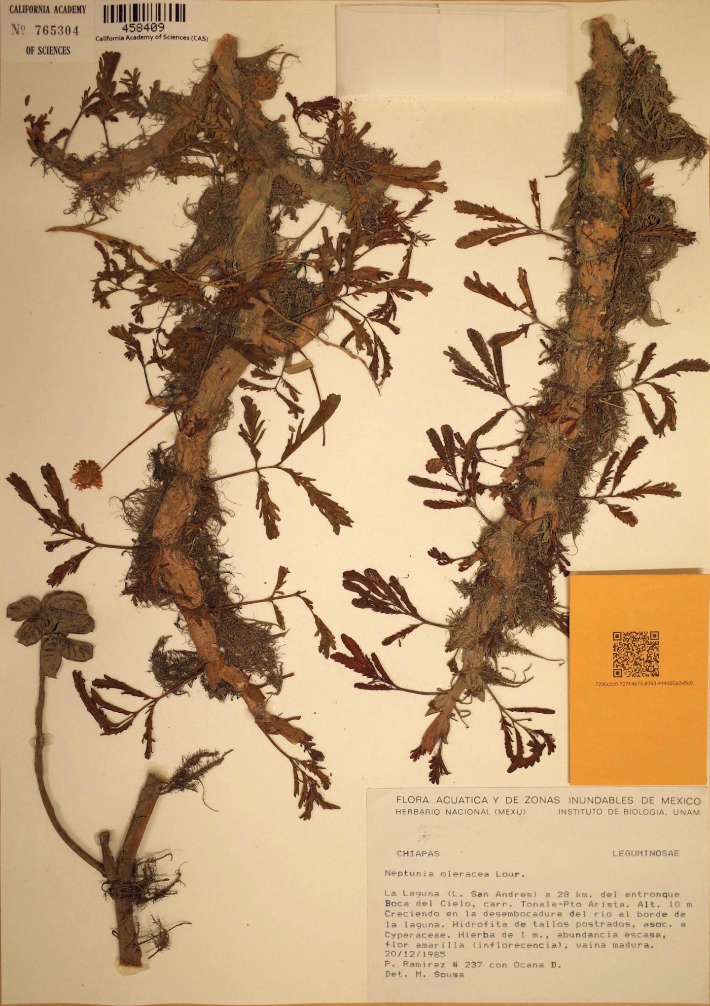 Herbarium specimen of <i>Neptunia oleracea</i>