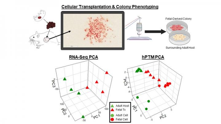 Hepatocyte transplant and microdissection technique