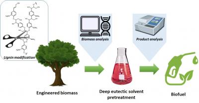 Biofuel Production