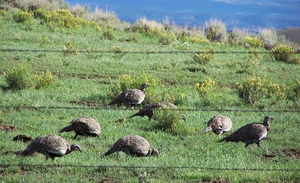 Sage grouse