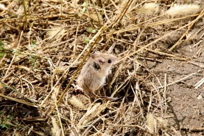 Multiple Mutations Needed to Color Deer Mice (2 of 2)