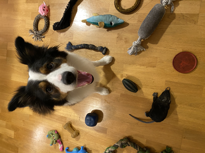 Whiskey among his toys