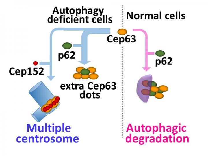 Autophagy Controls Centrosome Number by Degrading Cep63