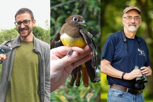 Tropical birds could tolerate warming