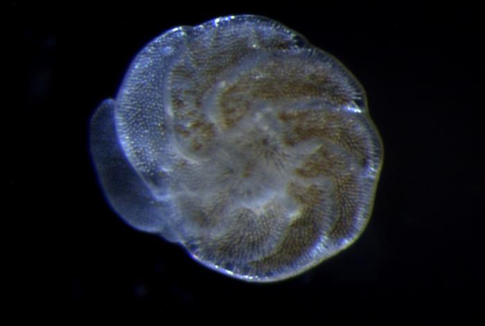 Foram baby of 07/10 at 21 degrees Celcius (Amphistegina lessonii)