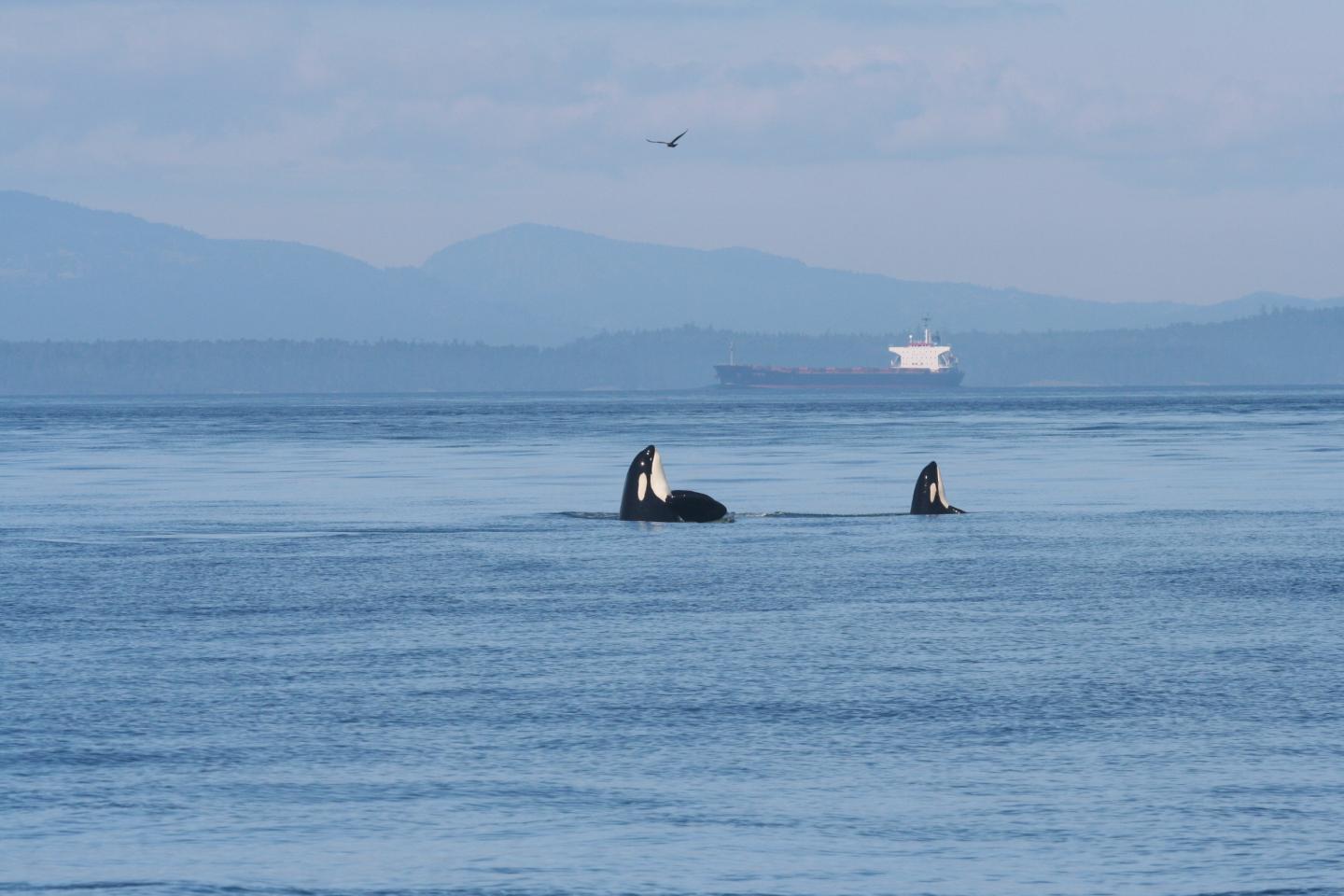 Endangered Killer Whales Eye An Oil Tanker