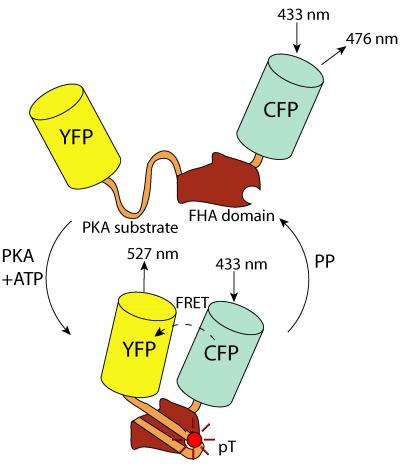 How Fluorescence Resonance Energy Transfer Technique Works