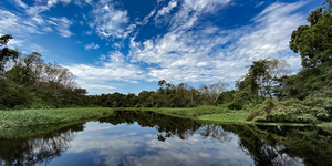 Swamp forest