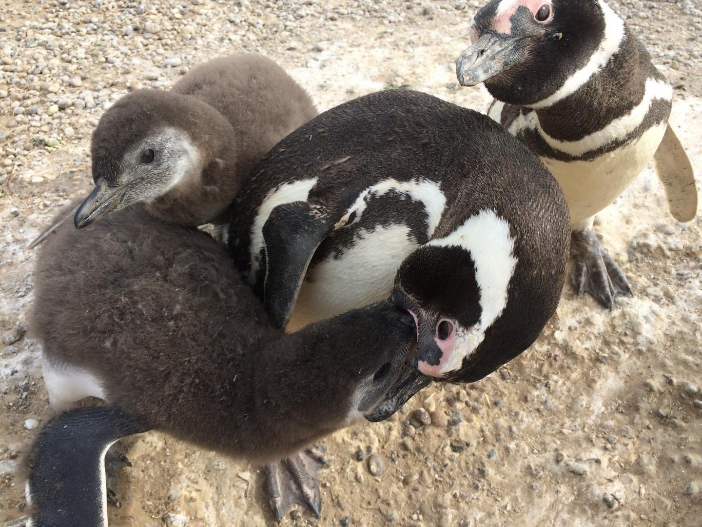 Magellanic Penguin Parents Feeding Offspring