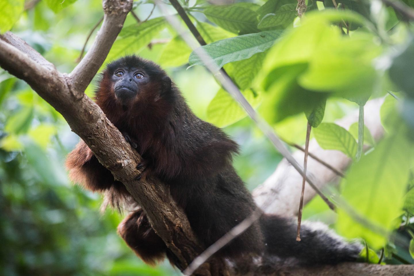 Red Titi Monkey (<em>Callicebus cupreus</em>)