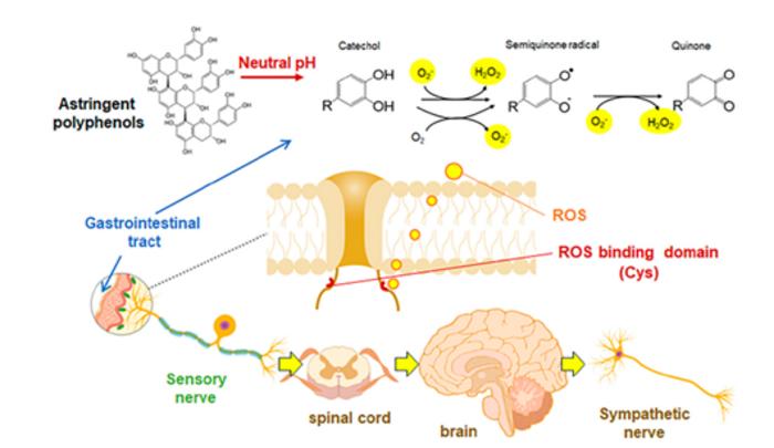 Researchers from Shibaura Institute of Technology decode the mechanisms behind the beneficial health effects of polyphenols.