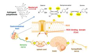 Researchers from Shibaura Institute of Technology decode the mechanisms behind the beneficial health effects of polyphenols.